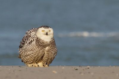 Full length of snowy owl on shore at beach