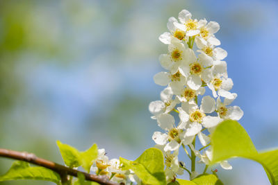 Close-up of white chestnut blossoms