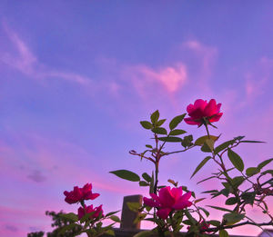 Low angle view of pink flowering plant against sky
