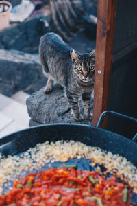 Portrait of tabby cat