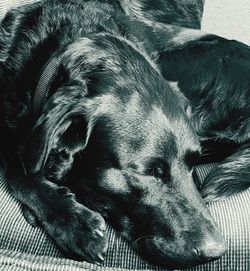 Close-up of dog relaxing