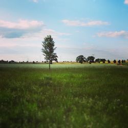 Scenic view of grassy field against sky
