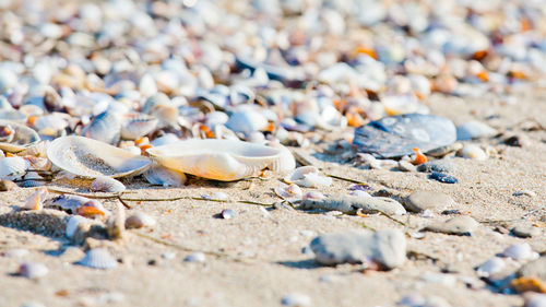 Close-up of shells on beach