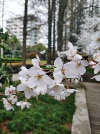 White cherry blossoms in spring