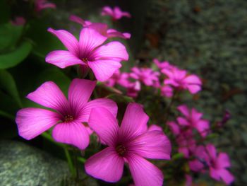 Close-up of pink flowering plants