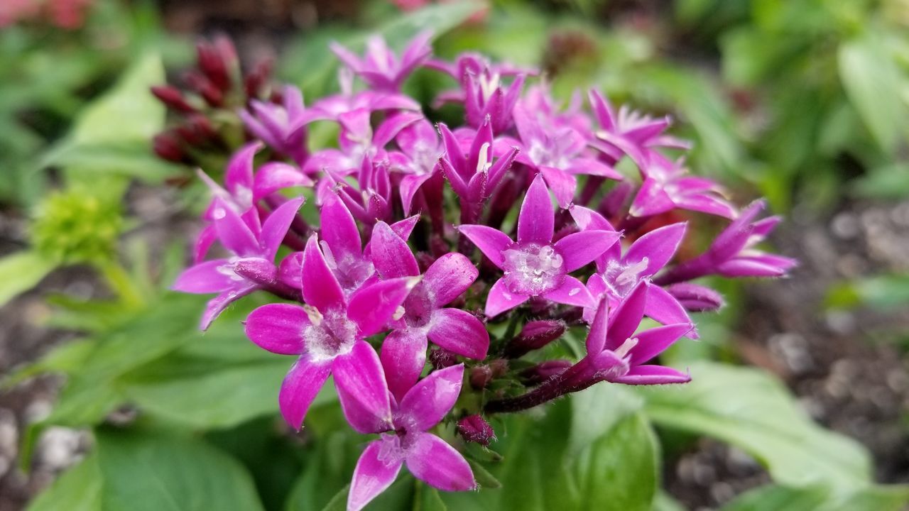 CLOSE-UP OF PINK FLOWERING PURPLE FLOWERS