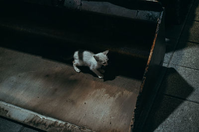 High angle portrait of cat relaxing on floor