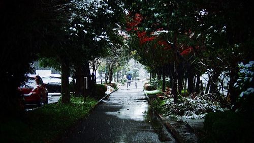Trees and plants at night
