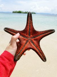 Hand holding starfish on beach against sea
