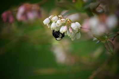 Close-up of bee on plant