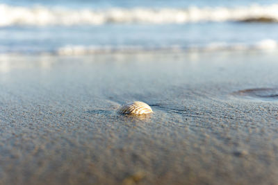 Close-up of shell on beach