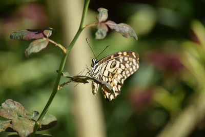Close-up of butterfly pollinating flower