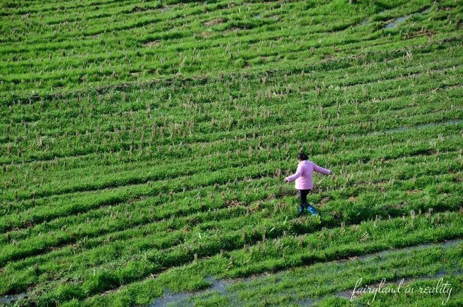 grass, green color, field, rear view, landscape, rural scene, full length, agriculture, lifestyles, growth, leisure activity, walking, casual clothing, nature, tranquility, tranquil scene, beauty in nature, farm