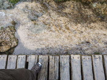 Close-up of tree stump