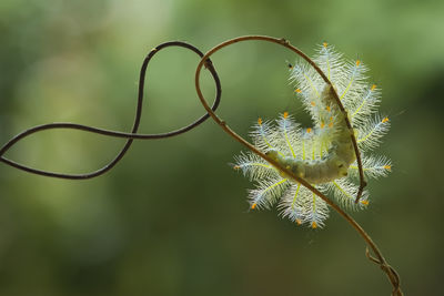 Fire caterpillar on unique branch