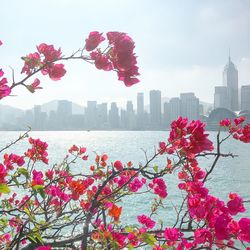 Pink flowers blooming in city