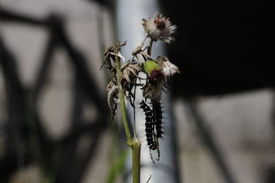 Close-up of insect on plant