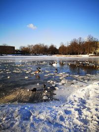 Ducks floating on frozen lake during winter