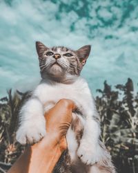 Close-up of cat looking at camera