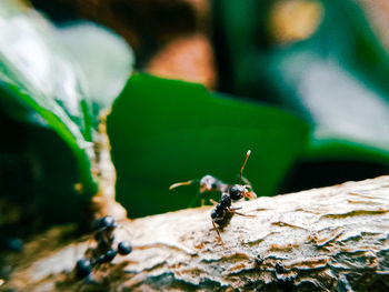 Close-up of insect on rock