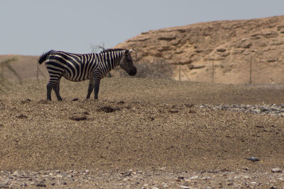 Zebra standing in a desert