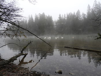 Reflection of trees in lake against sky