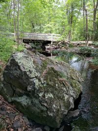 Scenic view of forest