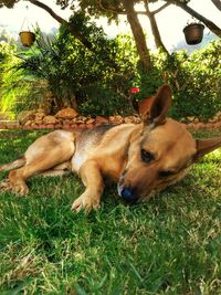 Dog relaxing on grass