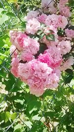 Close-up of pink flowers