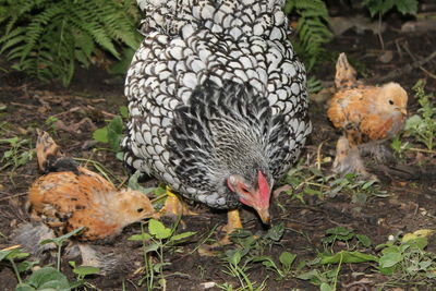 Close-up of birds in nest