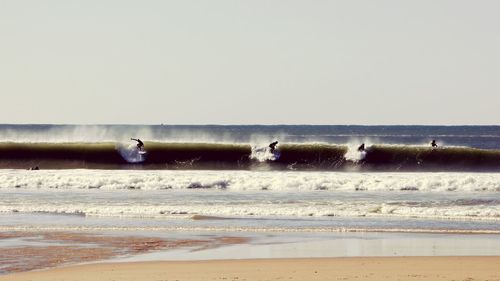 View of birds on beach