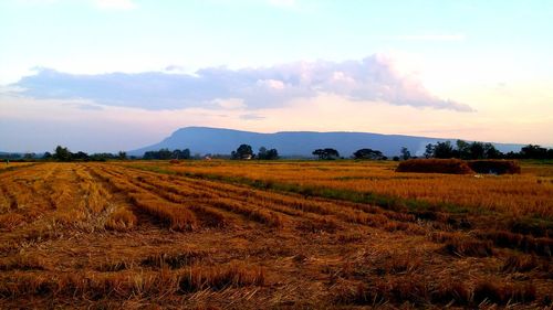 Scenic view of field against sky during sunset