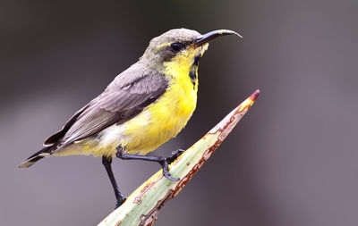 Close-up of bird perching on branch