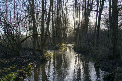 Scenic view of river amidst trees in forest