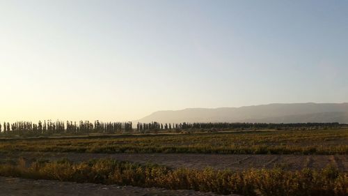 Scenic view of field against clear sky