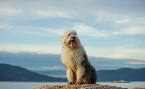 Dog sitting by mountain against sky