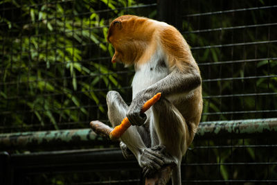 Close-up of monkey