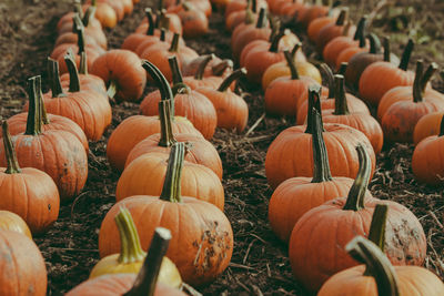 Pumpkins on field during autumn