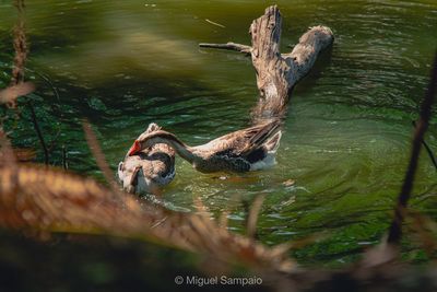 View of duck swimming in lake