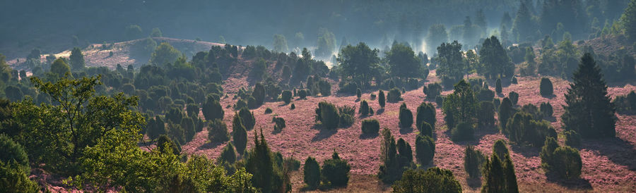 Panoramic view of trees in forest