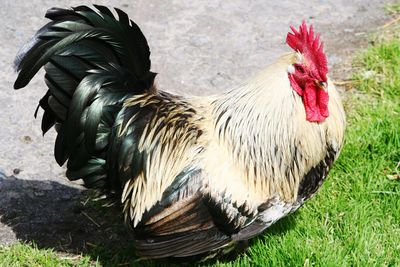 Close-up of rooster on field