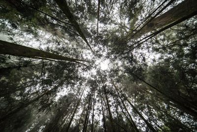 Low angle view of trees