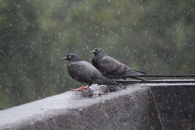 Close-up of birds perching on retaining wall during rainy season