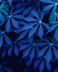 Full frame shot of leaves