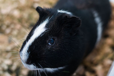 Close-up of black