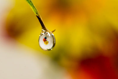 Macro shot of water drop with upside down reflection of flowers