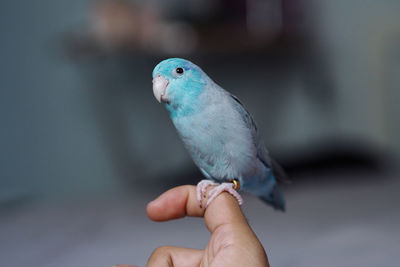 Close-up of a hand holding bird