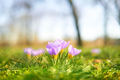 Close-up of pink crocus flower on field