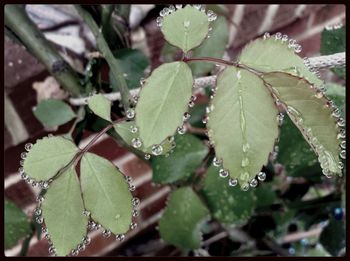 leaf