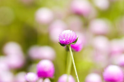 Close-up of pink flowering plant